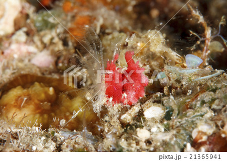 オリズルエビ 21365941