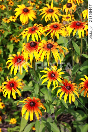 Rudbeckia bicolor 21366447