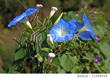 Ipomoea tricolor Heavenly Blue 21366448
