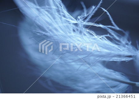 羽 21366451