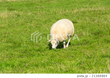 sheep eats green grass at farm 21366864