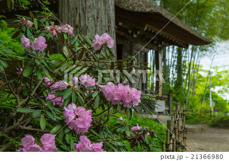 平泉 達谷窟横のしゃくなげ 平泉 達谷窟横のしゃくなげ 21366980