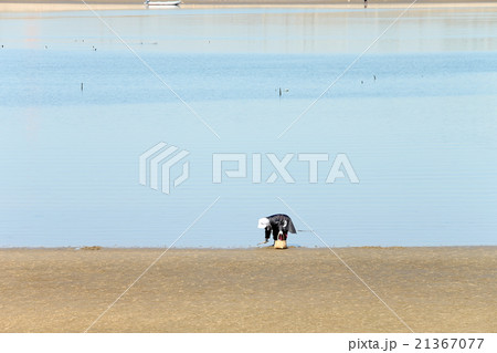 潮干狩り 21367077