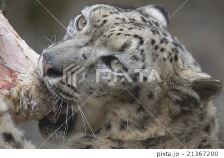 ユキヒョウ ユキヒョウ 21367200