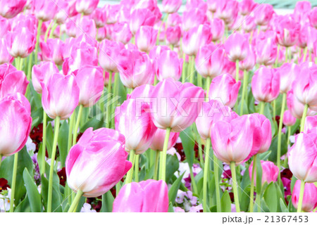 チューリップ畑 チューリップ畑 21367453