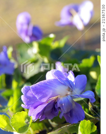 八重咲きニオイスミレ(パルマスミレ） 21367530