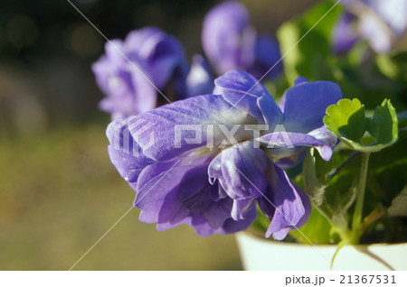 八重咲きニオイスミレ(パルマスミレ) 八重咲きニオイスミレ(パルマスミレ) 21367531