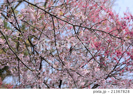 オオカンザクラ14 21367828