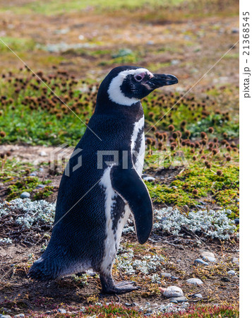 Magellanic Penguin 21368545