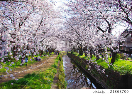 引地川の千本桜 21368700
