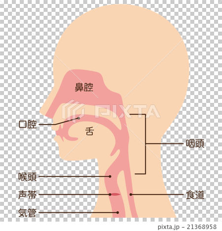 喉 仕組み 断面図のイラスト素材