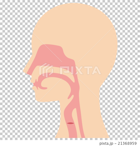 喉 仕組み 断面図 喉 仕組み 断面図 21368959