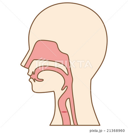 喉 仕組み 断面図のイラスト素材