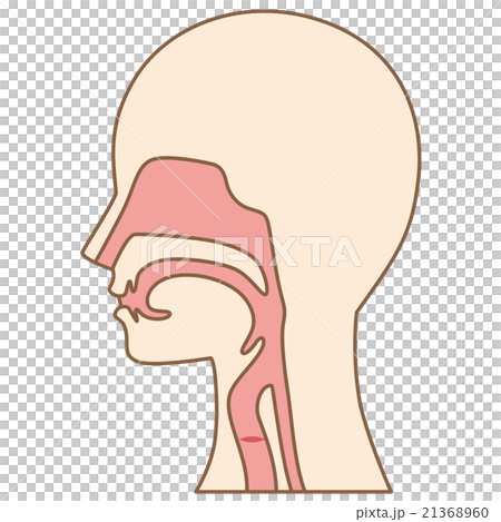 喉 仕組み 断面図のイラスト素材