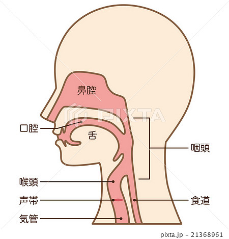 喉 仕組み 断面図のイラスト素材