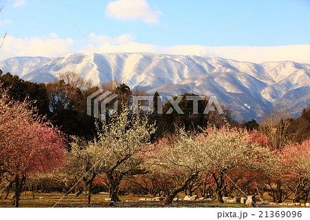 早春の便り 早春の便り 21369096