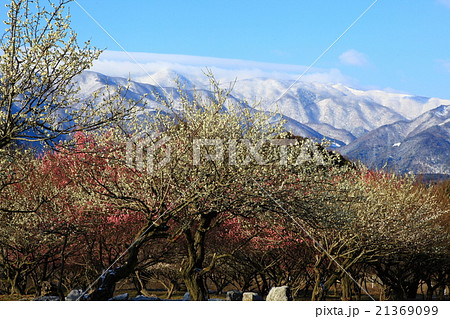 早春の梅林 早春の梅林 21369099