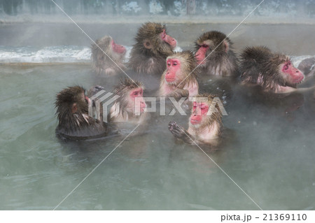 温泉に浸かるサル 温泉に浸かるサル 21369110