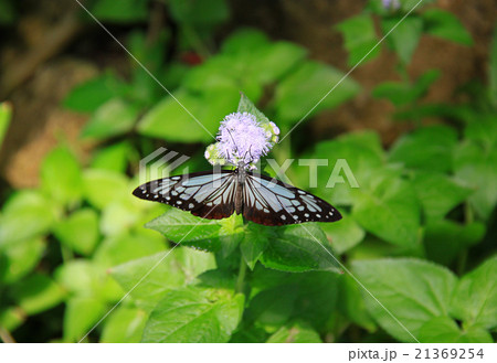 リュウキュウアサギマダラ 21369254