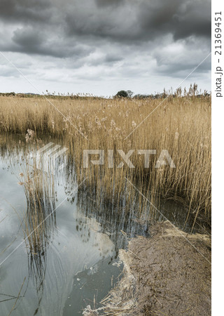 Salt water reed bed 21369451