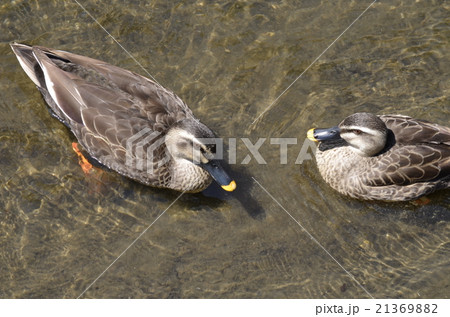 カモ会話中 21369882