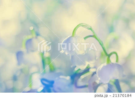 Tender lilies of the valley 21370184
