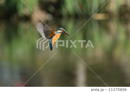 カワセミのホバリング 21370806