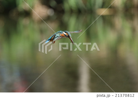 カワセミのホバリング 21370812