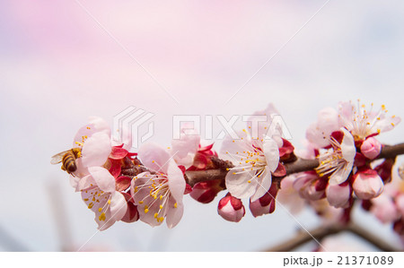 Sakura season Background Sakura season Background 21371089