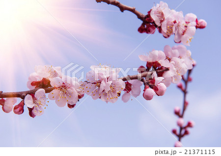 Sakura season Background 21371115
