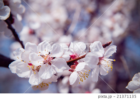 Sakura season Background 21371135