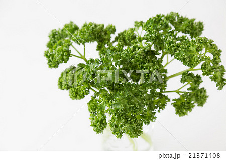 パセリ 21371408