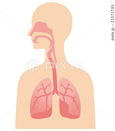 喉と肺 断面図 医学のイラスト素材