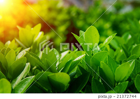 Green leaves and sun light in spring,Background 21372744