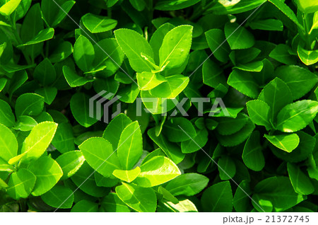 Green leaves in spring,Background 21372745