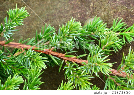 ハイネズ ハイネズ 21373350