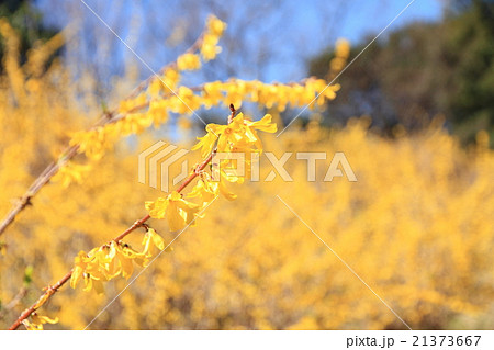 早春の公園　レンギョウの花 21373667