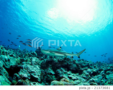 メジロザメ 21373681