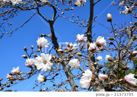 シデコブシ シデコブシ 21373705