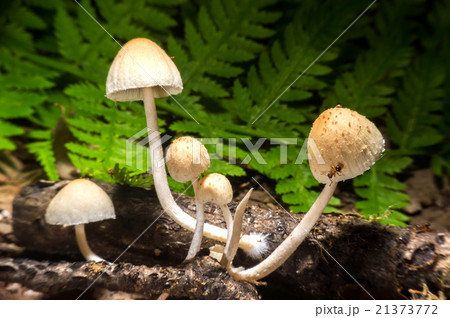 Small mushroom. 21373772