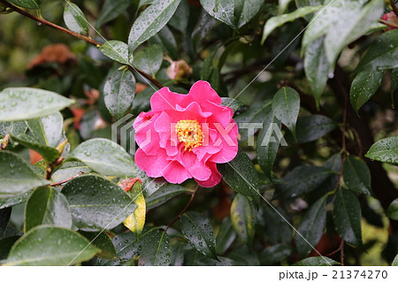 ツバキの花の写真 ツバキの花の写真 21374270