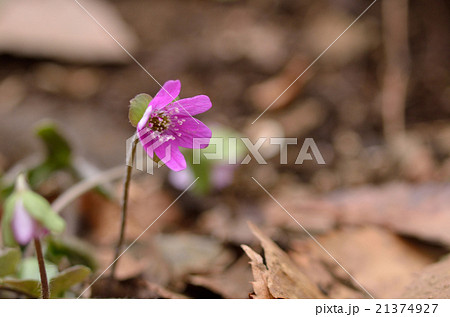 雪割草 雪割草 21374927