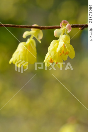 トサミズキ 21375064