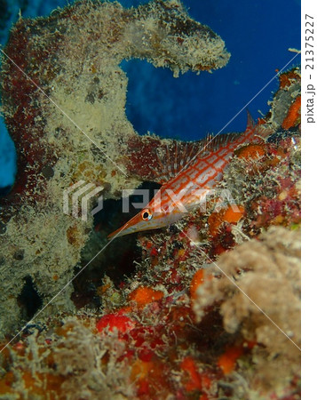 クダゴンベ 21375227