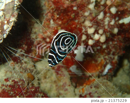 タテジマキンチャクダイの幼魚 タテジマキンチャクダイの幼魚 21375229