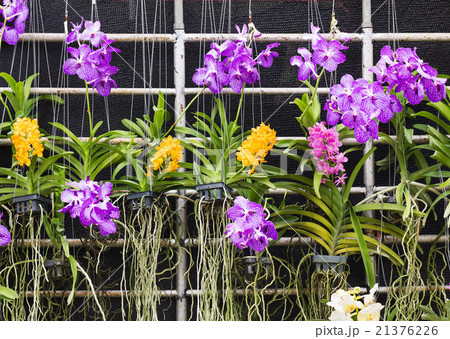 Purple Vanda orchid 21376226