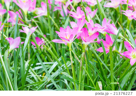 Rain lily flower in garden Rain lily flower in garden 21376227