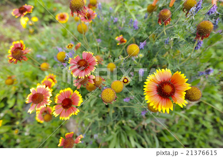 background of meadow flowers 21376615