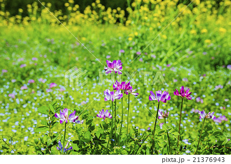 レンゲソウの花と菜の花の写真素材