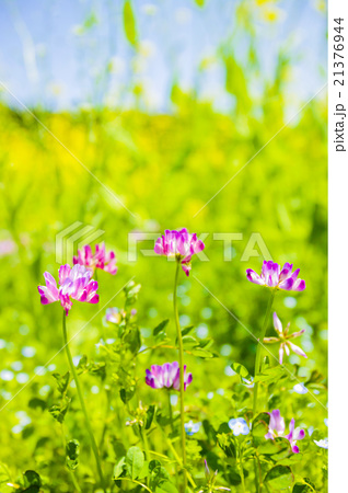 レンゲソウの花と菜の花の写真素材